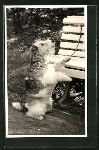 Foto-AK Terrier an der Leine vor einer Parkbank