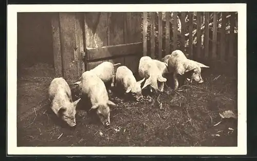 AK Schweine auf Futtersuche im Stall