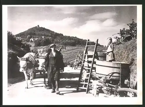 Fotografie Ansicht Leinsweiler, Winzer mit Ochsenkarren bei der Weinlese, Burgruine Neukastel im Hintergrund 1941