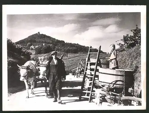 Fotografie Ansicht Leinsweiler, Winzer mit Ochsenkarren bei der Weinernte vor der Burgruine Neukastel 1941