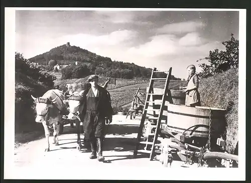 Fotografie Ansicht Leinsweiler, Weinernte, Winzer mit Ochsenkarren vor der Burgruine Neukastel 1941