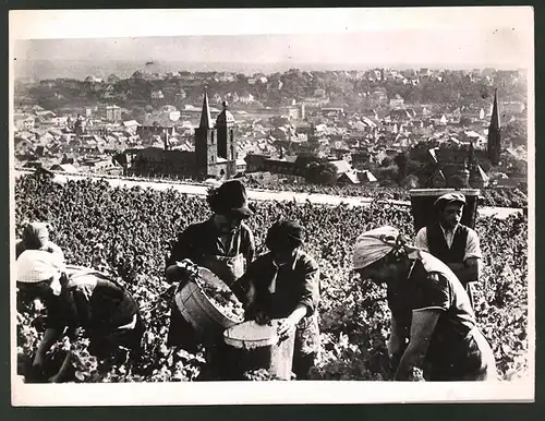 Fotografie Ansicht Neustadt an der Weinstrasse, Beginn der Weinlese - Weinernte 1938