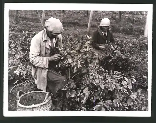 Fotografie Hopfenernte, Hopfenbauern ernten Hopfendolden, 1939