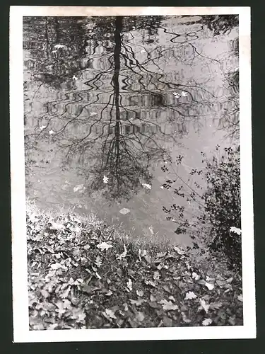 Fotografie Spiegelung eines kahlen Baumes im herbstlichen Parksee 1940