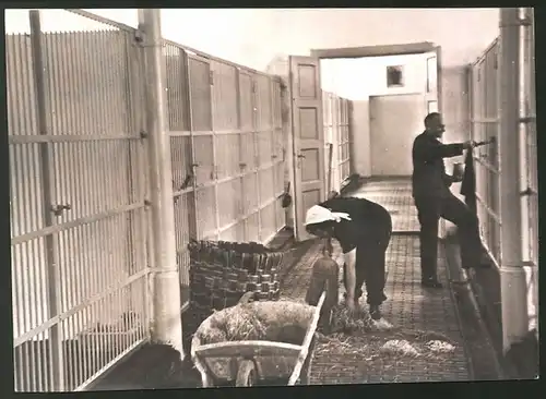 Fotografie Ansicht Wien-Altmannsdorf, Tiersichutzverein - Erweiterungsbau, Tierpfleger bei der Arbeit 1939