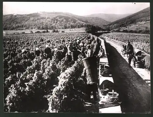 Fotografie Ansicht Deidesheim, Beginn der Weinlese an der Deutschen Weinstrasse 1938