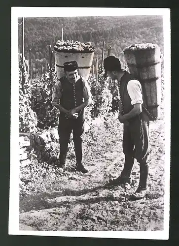 Fotografie Schwabenland, Männer bei der Weinlese - Weinernte 1939