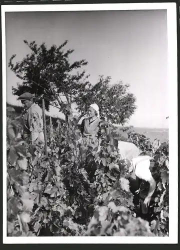 Fotografie Ansicht Pfaffstätten, Weinlese - Weinernte 1943