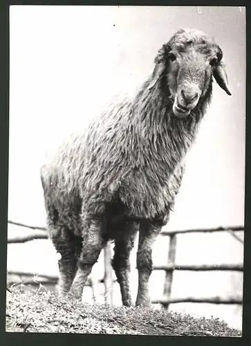 Fotografie Karakul - Karakulschaf in einem Gehege