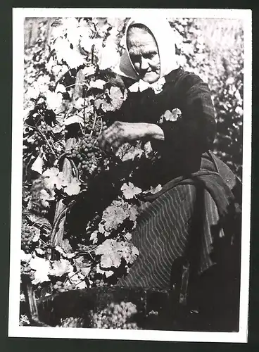 Fotografie betagte Winzerin bei der Weinlese - Weinernte 1942