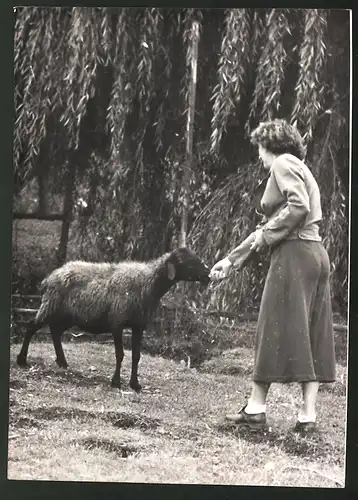 Fotografie Ansicht Laab im Walde, Karakulschafzucht in der Ostmark 1938