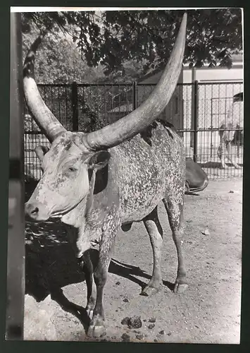 Fotografie Ansicht Wien-Schönbrunn, Tierpark, Rind Watussi-Kuh zur Zucht vorgesehen 1939