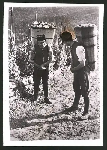 Fotografie Weinernte im Schwabenland, Winzer mit Erntekorb bei der Weinlese 1939