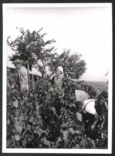 Fotografie Ansicht Pfaffstätten, Winzer bei der Weinlese im Weinberg 1943