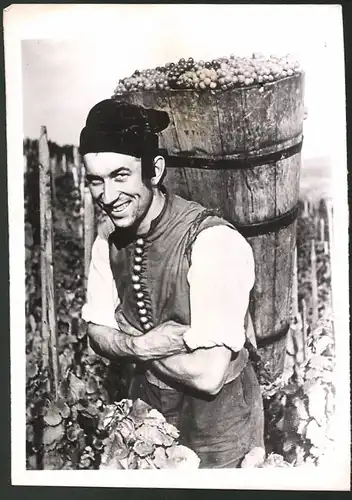 Fotografie Weinlese in Schwaben, Winzer mit vollem Erntekorb zwischen weinreben 1941