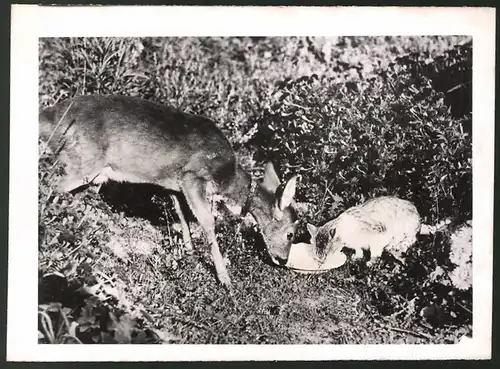 Fotografie Tierfreundschaft, Katze & Rehkitz teilen sich das Frühstück 1941