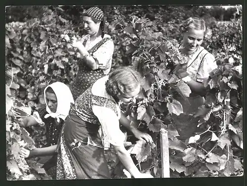 Fotografie Weinlese, hübsche Winzerinnen bei der Weinernte