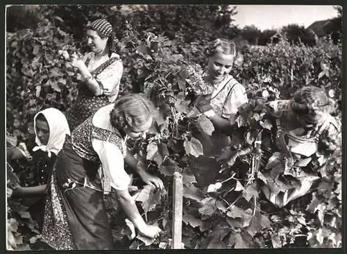 Fotografie Weinlese, hübsche Winzermädchen bei der Arbeit zwischen den Weinreben