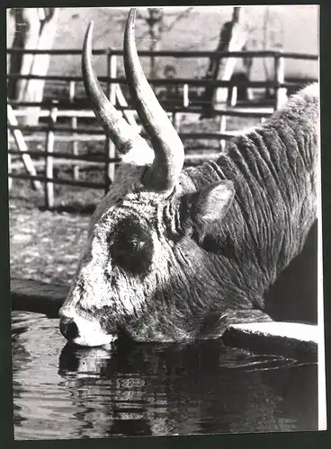 Fotografie italienische Tierversuchsanstalt, Rindvieh trinkt Wasser 1944