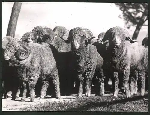 Fotografie italienische Versuchsanstalt für Tierzucht, Merinoschaf 1944