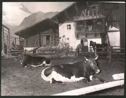 Fotografie Berlin, Grüne Woche 1939, Almbauernhof mit Kühen und Pferden aus dem Stubaital