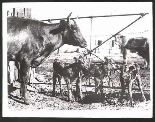 Fotografie Rindvieh - Kuh nach seltener Drillingsgeburt 1939