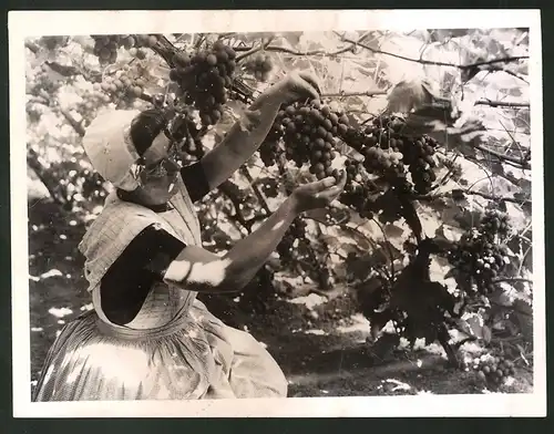 Fotografie Niederlande / Provinz Zeeland, Frau in Nationaltracht bei der Weinlese 1938