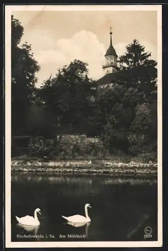 AK Bischofswerda i. Sa., Partie am Mühlteich