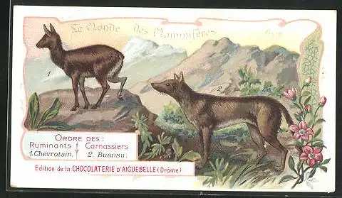 Sammelbild Asie, Chocolaterie d`Aiguebelle, Le Chevrotain Porte -Musc, Moschus Moschiferus, Le Buansu, Canis primaevus