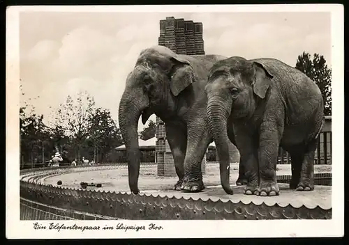 AK Leipzig, Ein Elefantenpaar im Zoo