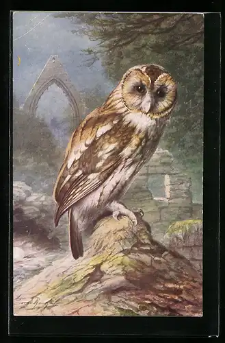 Künstler-AK Brown Owl at night sitting on a stone