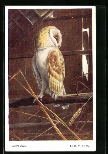 Künstler-AK D. M. Henry: Barn-Owl, Schleiereule in der Scheune