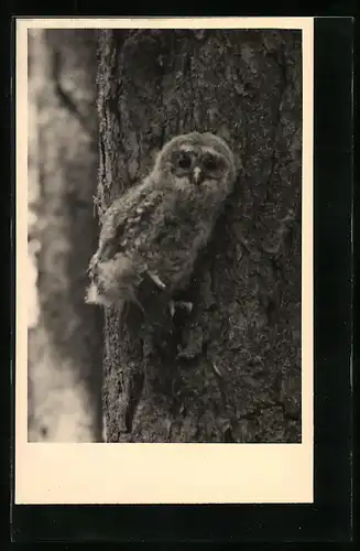 Foto-AK Kleine Eule auf einem Baumstamm