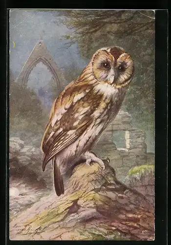 Künstler-AK Brown Owl at night sitting on a stone
