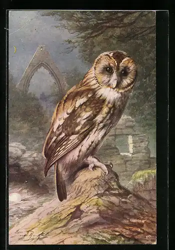 Künstler-AK Brown Owl at night sitting on a stone