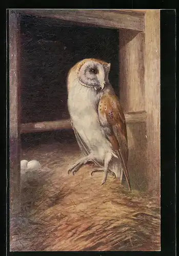 Künstler-AK Barn Owl at nesting Place