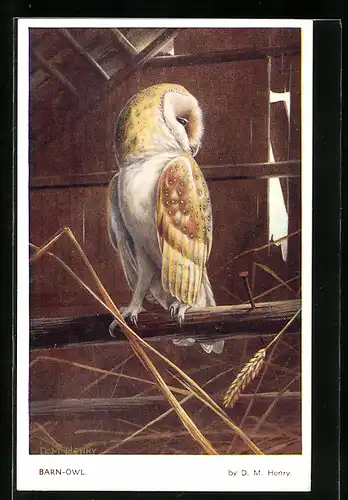 Künstler-AK D. M. Henry: Barn-Owl, Schleiereule in der Scheune