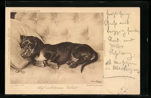 Künstler-AK Auf verbotenem Gebiet, Dackel auf Sofa