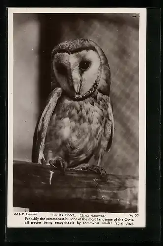 AK Barn Owl (Strix flammea), Eule