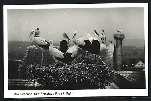 AK Rust, Störche am Nest