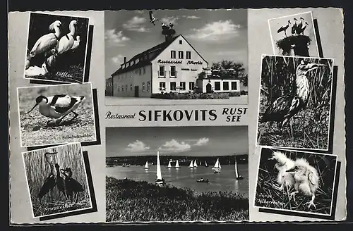 AK Rust, Restaurant Sifkovits, Neusiedlersee, Löffler