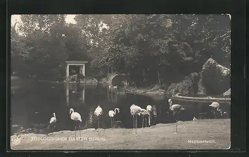 AK Berlin, Zoologischer Garten mit Neptunsteich