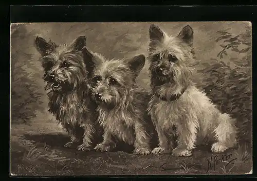 AK Drei kleine Terrier, Portrait