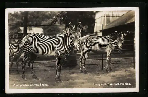 AK Berlin, Abessinische Grevy-Zebras im Zoo