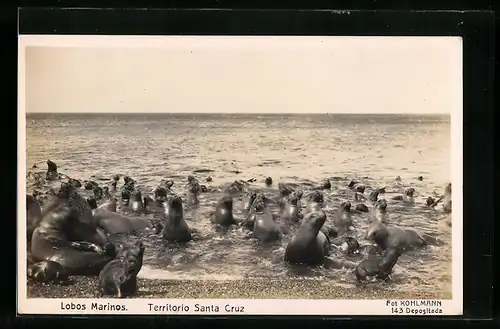 AK Territorio Santa Cruz, Lobos Marinos