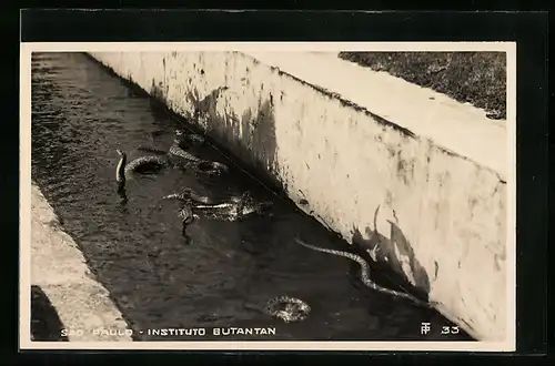 AK Sao Paulo, Instituto Butantan, Schlangen im Wasserbecken