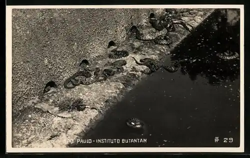 AK Sao Paulo, Instituto Butantan, Schlangen sonnen sich neben einem Wasserbecken