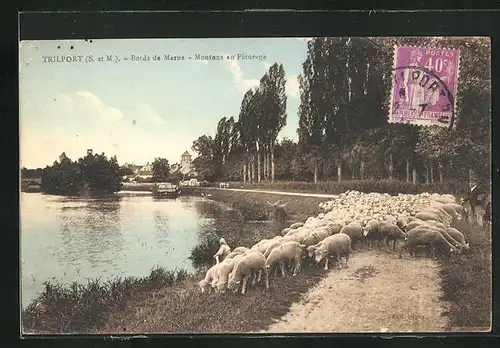 AK Trilport, Bords de Marne -Moutons au Paturage