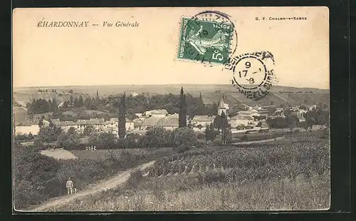 AK Chardonnay, Vue Générale