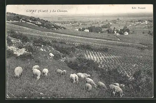 AK Givry, La Chaume, Schafherde